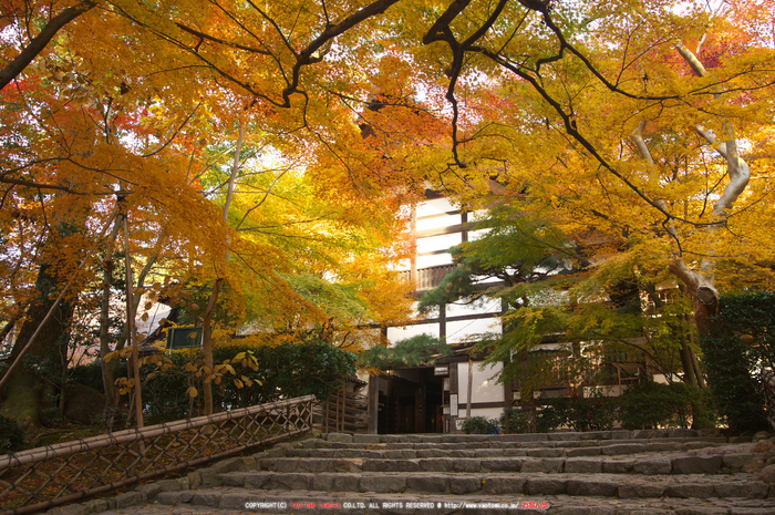 PK3_5203_SIL(20mm・7,1),龍安寺紅葉2013yaotomi_.jpg