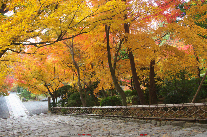 PK3_5224_SIL(20mm・F7,1),龍安寺紅葉2013yaotomi_.jpg