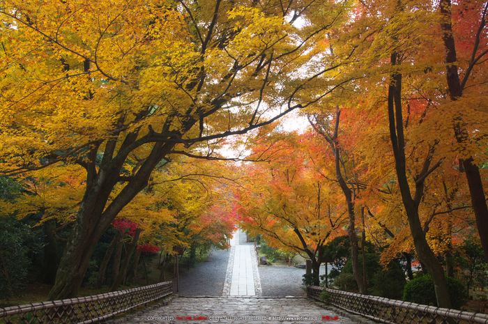 PK3_5226_SIL(20mm・F7,1),龍安寺紅葉2013yaotomi_.jpg