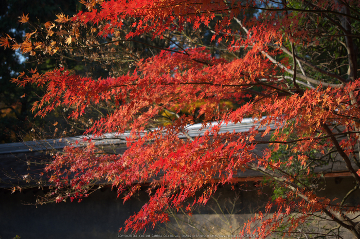 PK3_5245_SIL(40mm・F4,0),龍安寺紅葉2013yaotomi_.jpg