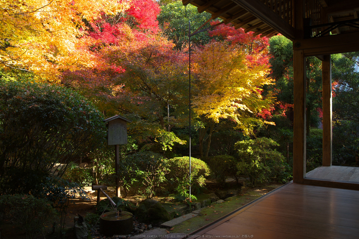 PK3_5265_SIL(20mm・F6,3),龍安寺紅葉2013yaotomi_.jpg