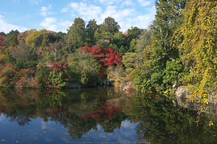 PK3_5294_SIL(24mm・F7,1),龍安寺紅葉2013yaotomi_.jpg