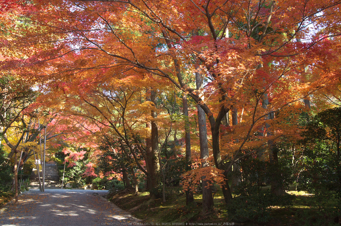 PK3_5306_SIL(20mm・F8,0),龍安寺紅葉2013yaotomi_.jpg