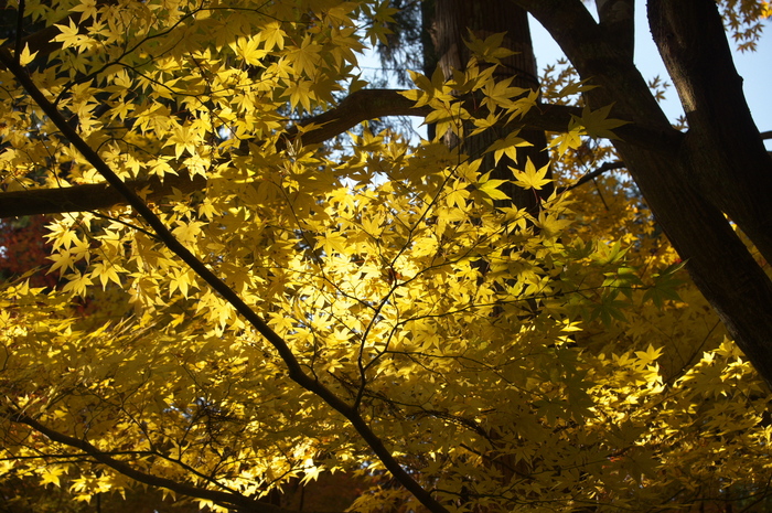 HD PENTAX-DA 20-40mmF2.8-4ED Limited DC WR ／ 龍安寺 紅葉 2013