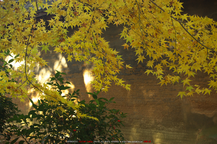 PK3_5312_SIL(40mm・F6,3),龍安寺紅葉2013yaotomi_.jpg