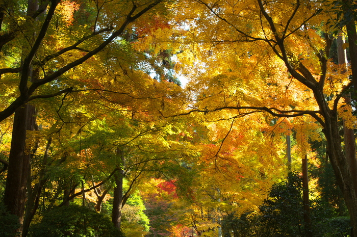 HD PENTAX-DA 20-40mmF2.8-4ED Limited DC WR ／ 龍安寺 紅葉 2013