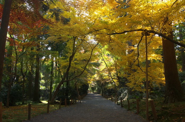 PK3_5397_SIL(20mm・F10),龍安寺紅葉2013yaotomi_.jpg