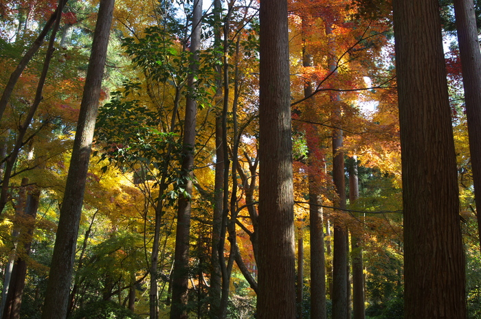 PK3_5403_SIL(24mm・F8,0),龍安寺紅葉2013yaotomi_.jpg