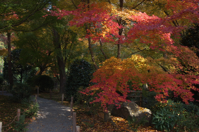 PK3_5411_SIL(24mm・F3,5),龍安寺紅葉2013yaotomi_.jpg