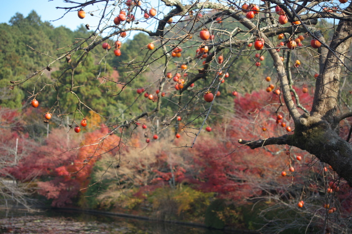 PK3_5446_SIL(38mm・F4,0),龍安寺紅葉2013yaotomi_.jpg