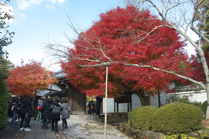 PK3_5450_SIL(20mm・F8,0),龍安寺紅葉2013yaotomi_.jpg