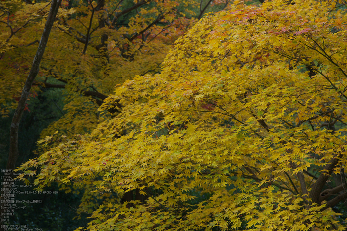 P_K33615_SIL(70mm,F5,0),笠置寺,紅葉,2013yaotomi_.jpg