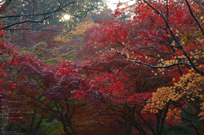 P_K33621_SIL(58mm,F9,0),笠置寺,紅葉,2013yaotomi_.jpg