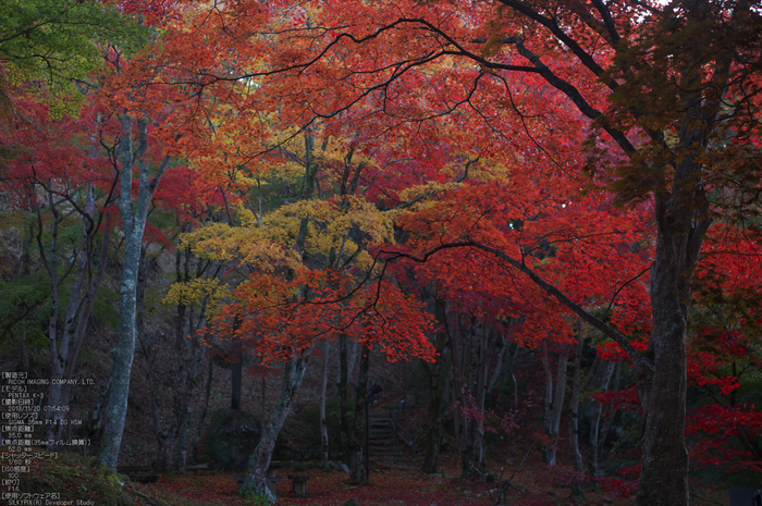 P_K33637_SIL(35mm,F1,6),笠置寺,紅葉,2013yaotomi_.jpg