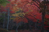 P_K33637_SIL(35mm,F1,6,FULL),笠置寺,紅葉,2013yaotomi_.jpg