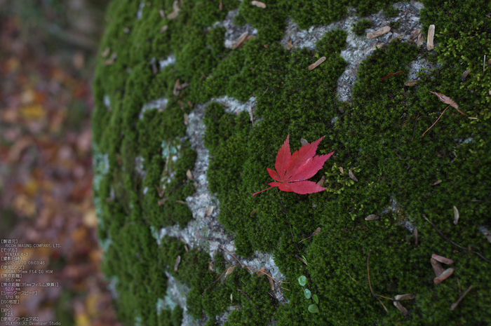 P_K33655_SIL(35mm,F2,5),笠置寺,紅葉,2013yaotomi_.jpg