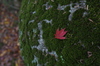 P_K33655_SIL(35mm,F2,5,FULL),笠置寺,紅葉,2013yaotomi_.jpg