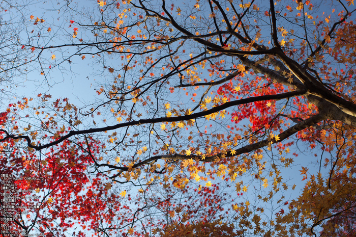 P_K33663_SIL(35mm,F2,2),笠置寺,紅葉,2013yaotomi_.jpg