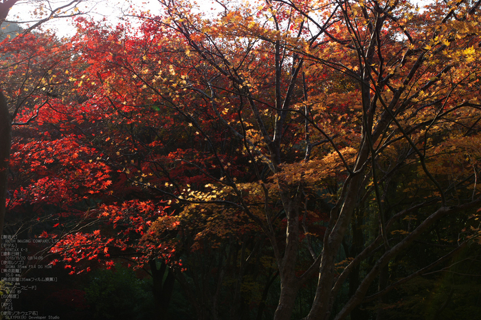 P_K33671_SIL(35mm,F5,6),笠置寺,紅葉,2013yaotomi_.jpg