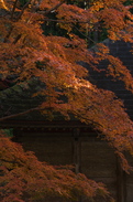 P_K33903_SIL(70mm,F5,6,FULL)室生寺紅葉,2013yaotomi.jpg