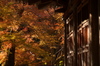 P_K33941_SIL(70mm,F4,5,FULL)室生寺紅葉,2013yaotomi.jpg