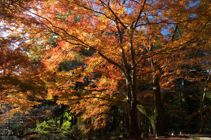 P_K34012_SIL(17mm,F7,1,iso100)_2013yaotomi_.jpg