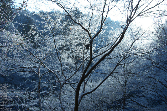 三尾,西明寺_PENTAX,K3(30mm,F9,0)PK3_5669_2014yaotomi_.jpg