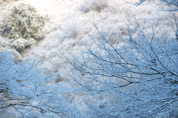 三尾,西明寺_PENTAX,K3(90mm,F3,5)PK3_5631_2014yaotomi_.jpg