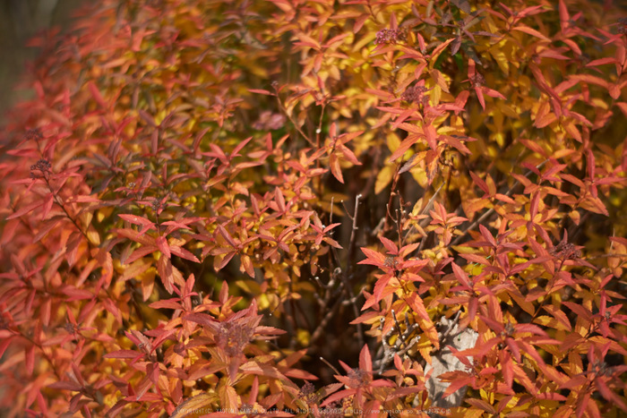 大和七福八宝めぐり(當麻寺,2014)_DSC_6435(Cap,F1.6,iso100,AFsNIKKOR58_1,4G,D800E)2014yaotomi.jpg