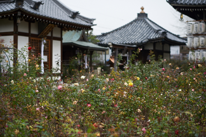 大和七福八宝めぐり,おふさ観音,2014_DSC_6443Cap(F2,AF-S,NIKKOR58,1,4G,D800E)2014yaotomi.jpg