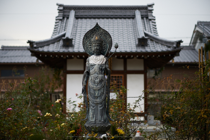 大和七福八宝めぐり,おふさ観音,2014_DSC_6447Cap(F1.6,AF-S,NIKKOR58,1,4G,D800E)2014yaotomi.jpg