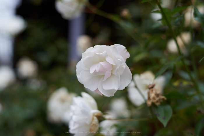 大和七福八宝めぐり,おふさ観音,2014_DSC_6453Cap(F3.2,AF-S,NIKKOR58,1,4G,D800E)2014yaotomi.jpg