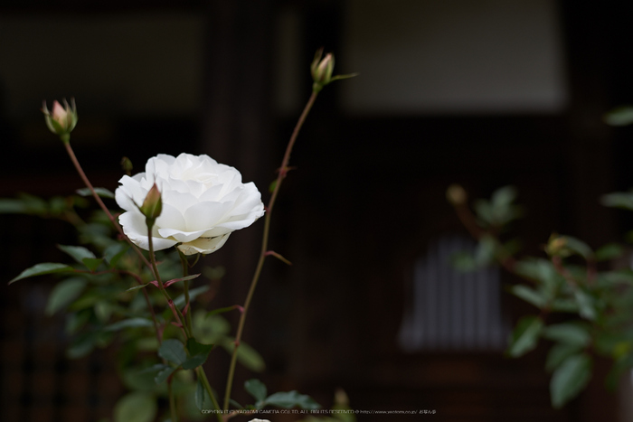 大和七福八宝めぐり,おふさ観音,2014_DSC_6456Cap(F3.2,AF-S,NIKKOR58,1,4G,D800E)2014yaotomi.jpg