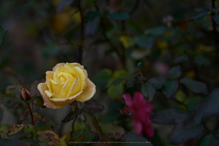 大和七福八宝めぐり,おふさ観音,2014_DSC_6477Cap(F3.5,AF-S,NIKKOR58,1,4G,D800E)2014yaotomi.jpg