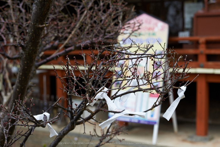 大和七福八宝めぐり,久米寺,2014_DSC_6524Cap(F6.3,NIKKOR58,1,4G,D800E)2014yaotomi.jpg