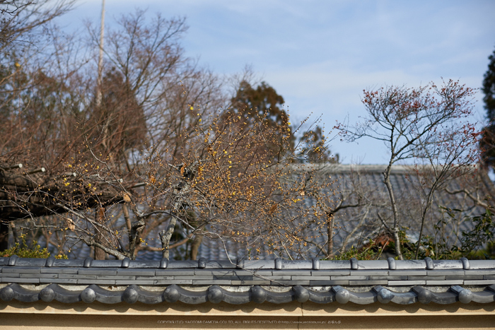 大和七福八宝めぐり,當麻寺,2014_DSC_6371Cap(F2.5,iso100,AF-S,NIKKOR58,1,4G,D800E)2014yaotomi.jpg