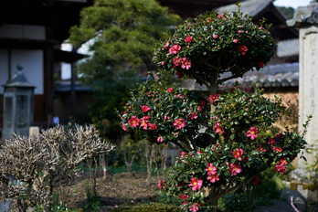 大和七福八宝めぐり,當麻寺,2014_DSC_6390Cap(F2.2,iso100,AF-S,NIKKOR58,1,4G,D800E)2014yaotomi.jpg