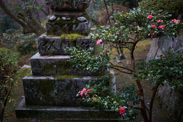 大和七福八宝めぐり,長谷寺,2014_DSCF0223Cap(F1.4,XF23mmF14 R,XE2)2014yaotomi.jpg