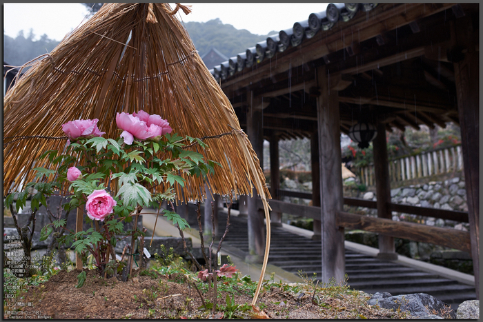 大和七福八宝めぐり,長谷寺_DSCF0165(Cap,F3.2,iso200,XF23mm,XE2)2014yaotomi_top.jpg