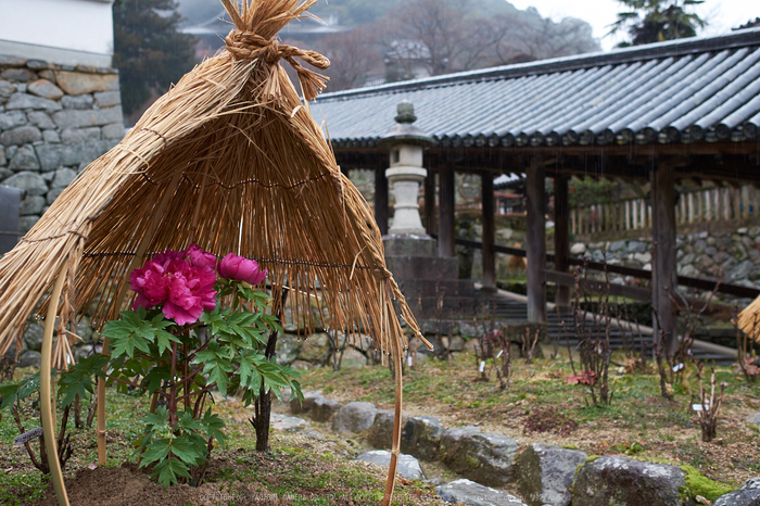 大和七福八宝めぐり,長谷寺_DSCF0168(Cap,F3.2,iso200,XF23mm,XE2)2014yaotomi.jpg