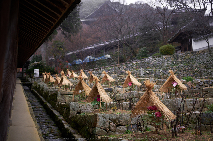 大和七福八宝めぐり,長谷寺_DSCF0181(Cap,F1.6,iso200,XF23mm,XE2)2014yaotomi.jpg