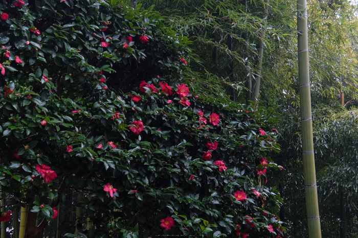 大和七福八宝めぐり,長谷寺_DSCF0249(Cap,12.8mm,F4.2,iso100,XQ1)2014yaotomi.jpg