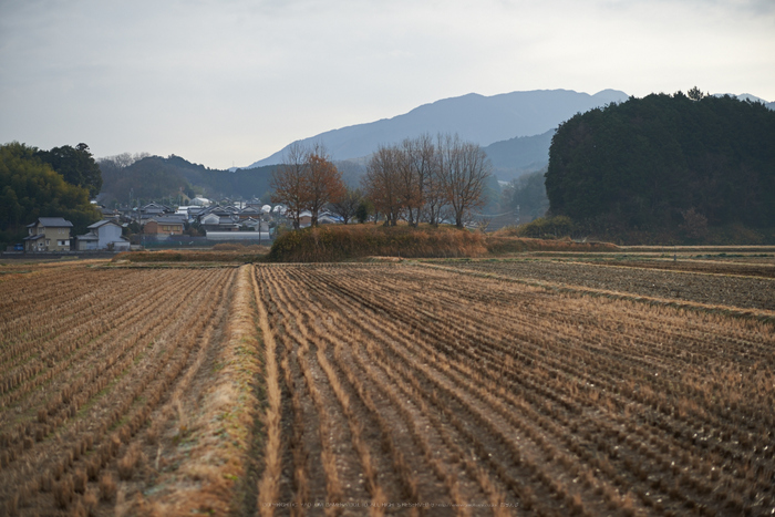 明日香(20140104)_DSC_6299Cap(F2,iso100,AF-S,NIKKOR58,1,4G,D800E)2014yaotomi.jpg