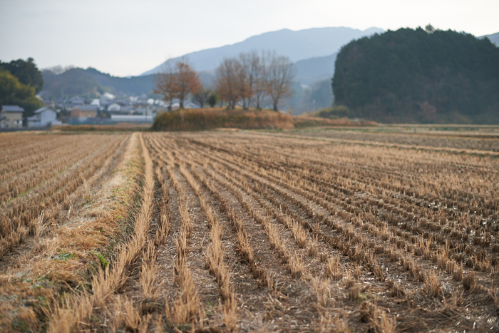 明日香(20140104)_DSC_6300Cap(F2,iso100,AF-S,NIKKOR58,1,4G,D800E)2014yaotomi.jpg