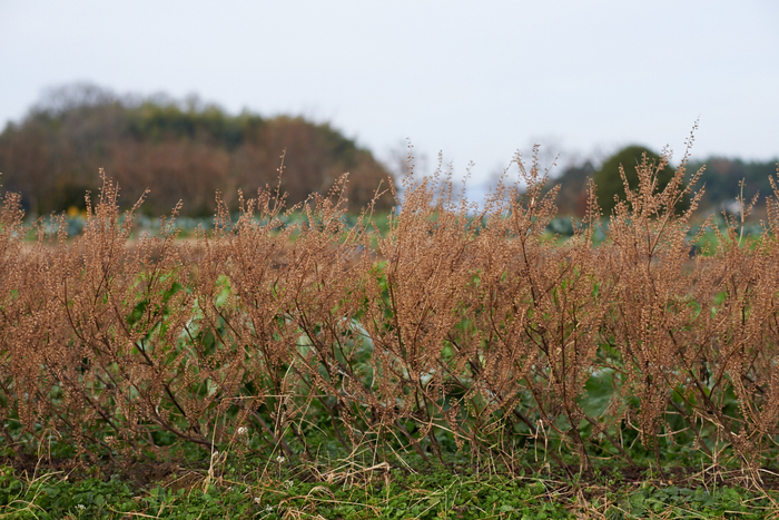 明日香(20140104)_DSC_6308Cap(F3.2,iso100,AF-S,NIKKOR58,1,4G,D800E)2014yaotomi.jpg