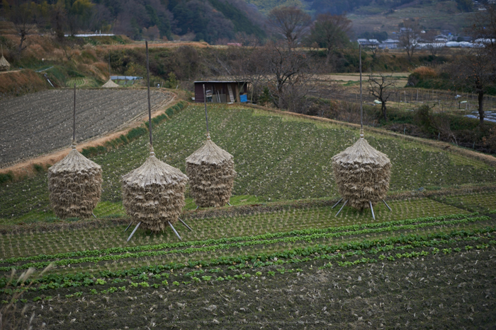 明日香(20140104)_DSC_6317Cap(F1.8,iso100,AF-S,NIKKOR58,1,4G,D800E)2014yaotomi.jpg