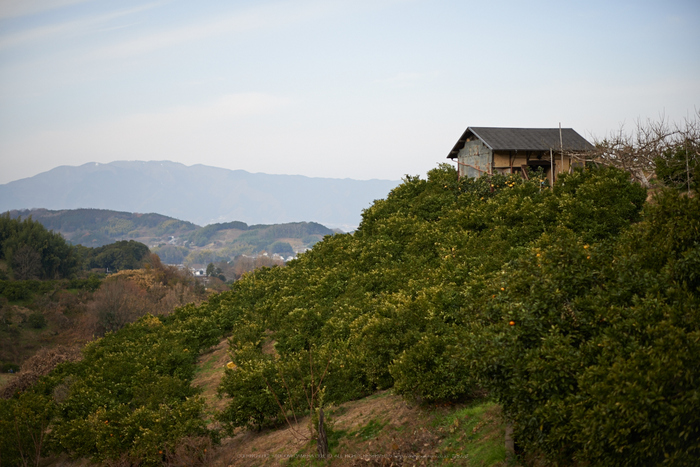 明日香(20140104)_DSC_6324Cap(F1.6,iso100,AF-S,NIKKOR58,1,4G,D800E)2014yaotomi.jpg