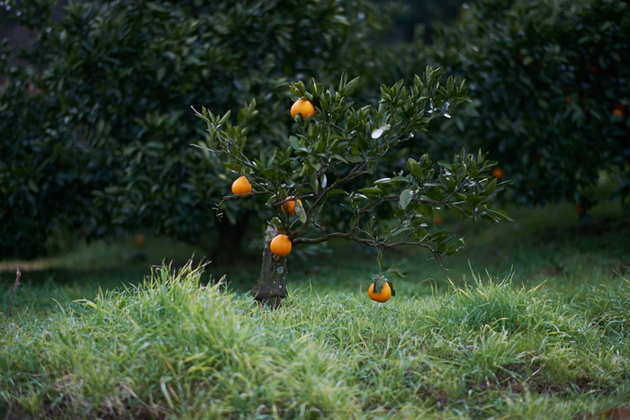 明日香(20140104)_DSC_6327Cap(F1.6,iso100,AF-S,NIKKOR58,1,4G,D800E)2014yaotomi.jpg