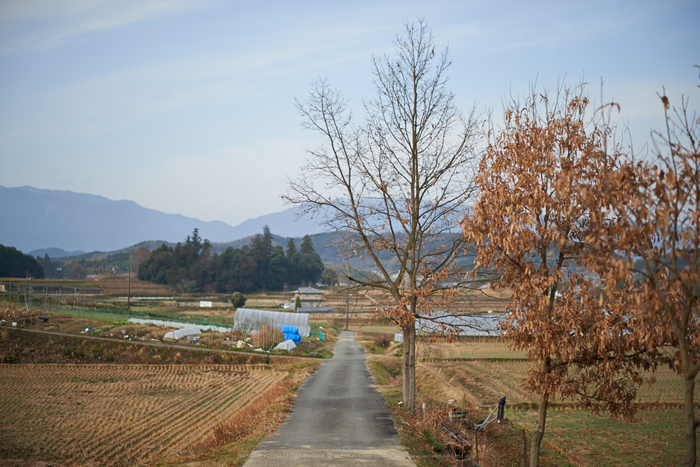 明日香(20140104)_DSC_6339Cap(F1.4,iso100,AF-S,NIKKOR58,1,4G,D800E)2014yaotomi.jpg