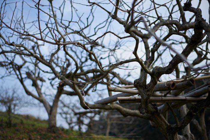 明日香(20140104)_DSC_6344Cap(F1.8,iso100,AF-S,NIKKOR58,1,4G,D800E)2014yaotomi.jpg